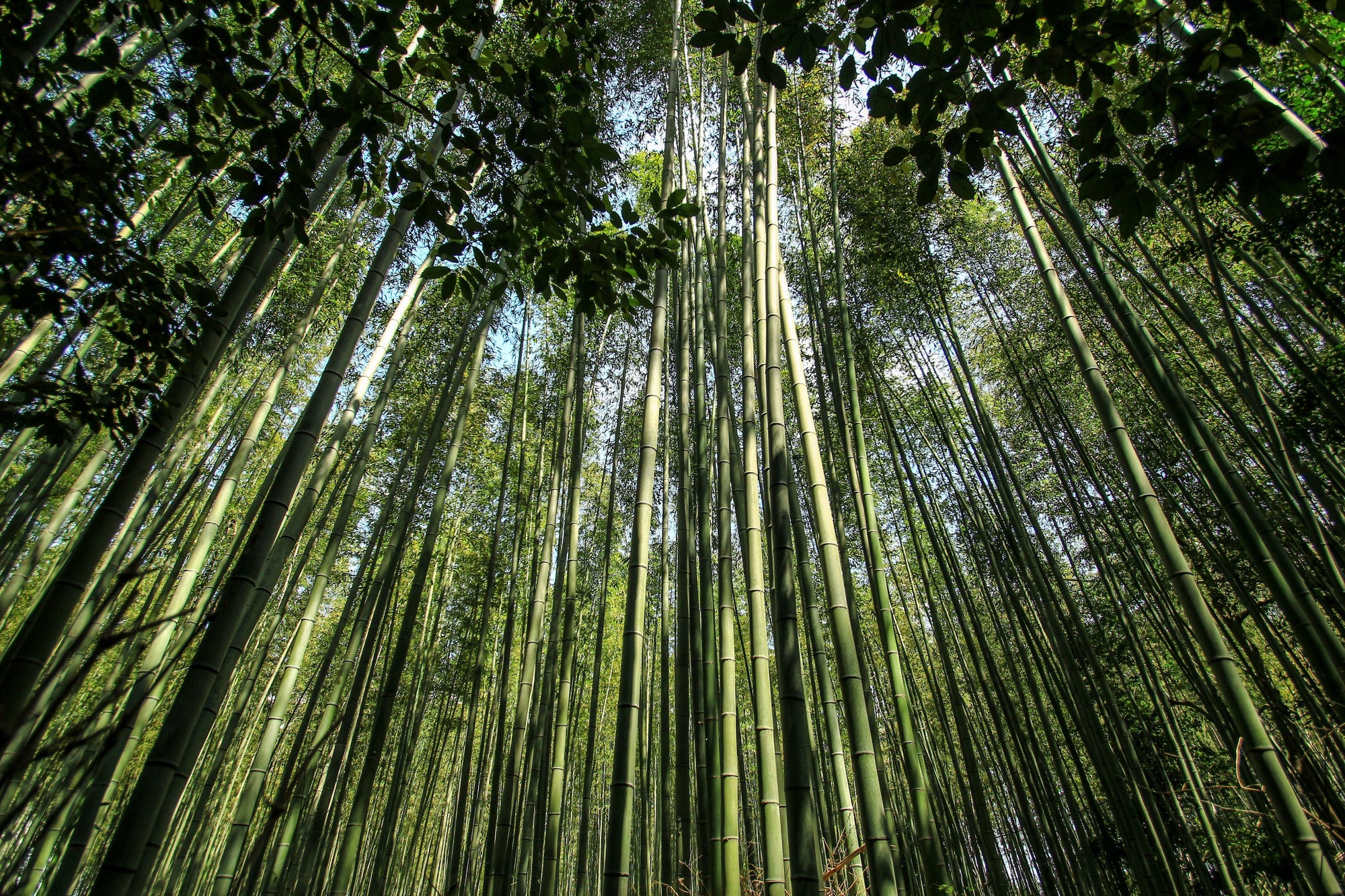 Batang-batang bambu yang menjulang tinggi menembus kanopi hutan bambu yang lebat, sementara sinar matahari menembus dedaunan