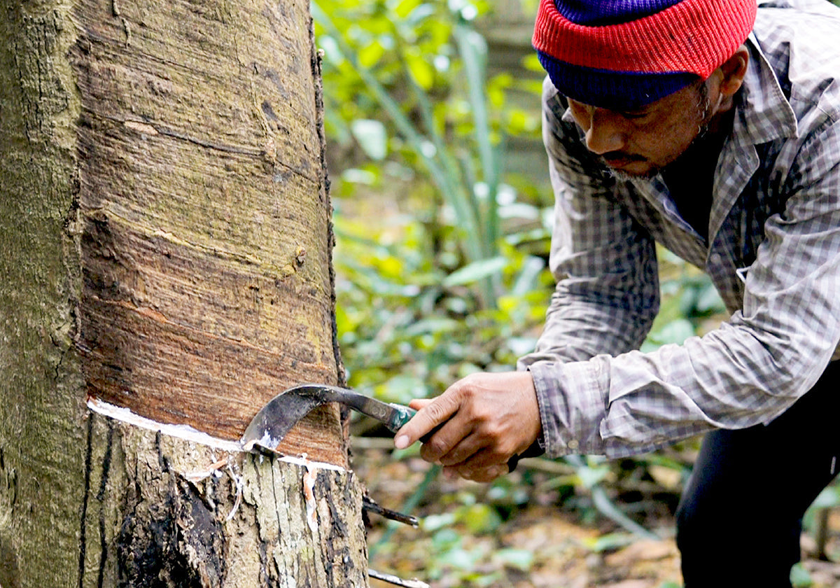 Tapping a rubber tree for natural latex